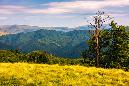 山坡上的树苗和远处的山岳丘陵公园大部分起义海拔植物风景土地环境林地图片