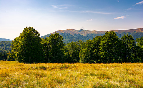 Apetska山脚下的白石森林环境植物山毛榉木头地毯风景林地驼峰公园地面图片