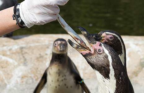 Pinguin正在进食微笑企鹅荒野异国支撑游泳享受燕尾服生活野生动物图片