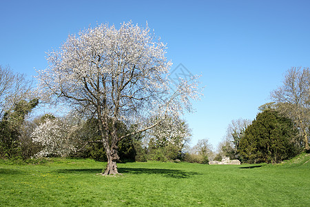 野樱桃树图片