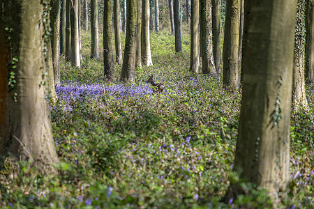 韦法姆木材的蓝铃叶子野花绿色林地花朵森林树木植物木头荒野图片
