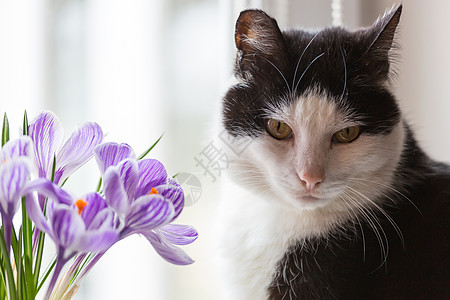 猫和鲜花黑色橙子季节虎斑哺乳动物猫咪花束花朵绿色猫科动物图片