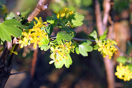 黄黑的花朵盛开叶子黑色黄色花园衬套花瓣植物绿色图片