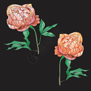 两个美丽的粉红色牡丹花孤立在黑色背景上 茎上有一个大芽 有绿叶 植物矢量图图片