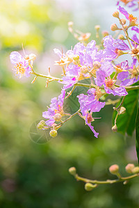 五颜六色的花的背景图片紫色植物群季节花瓣植物生长花束宏观粉色背景图片
