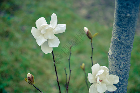 白色木兰花贴近宏观季节植物学叶子树叶植物群花园公园植物太阳图片