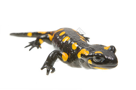 白色背景的火黄色蝾螈水平蜥蜴黑色野生动物水陆动物条纹爬虫图片