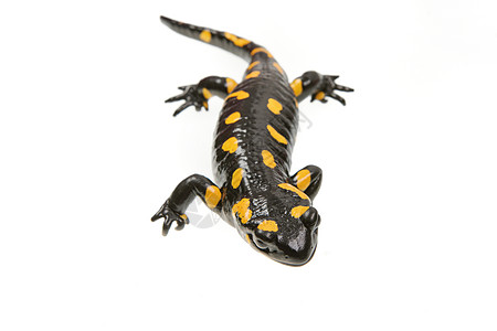 白色背景的火黄色水陆工作室动物爬虫蜥蜴尾巴蝾螈野生动物脊椎动物图片