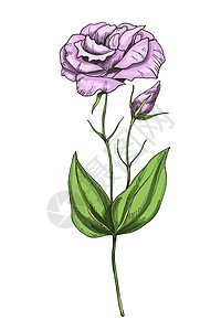 白色背景下孤立的可爱洋桔梗花的手绘插图 茎上有一个大芽 有绿叶 您设计的的植物花卉元素图片