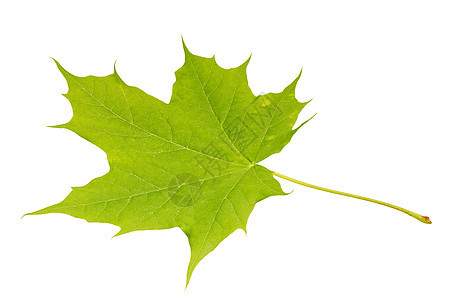 白色背景的绿木叶树木叶脉环境弹簧设计季节符号叶子落叶绿色图片