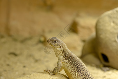 岩石上的一个沙漠蜥蜴蛇怪插图居住者鬣蜥动物园怪物宏观热带情调野生动物图片