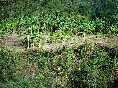 a 种植香蕉树的植物图片