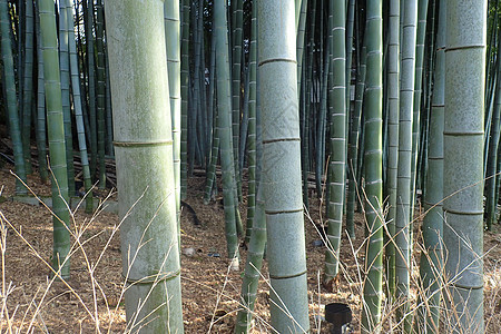 日式竹木硬木植物宏观风格材料栅栏地面桌子木头编织图片