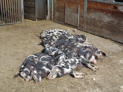 农场的猪猪猪圈牧场生活生长哺乳动物畜牧业小猪谷仓配种公猪图片