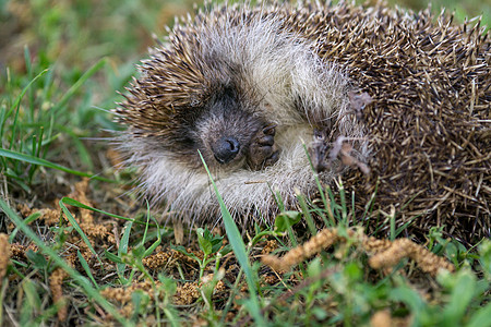 一只刺绣猪睡在花园里刺猬防御荒野动物栖息地树叶鼻子环境野生动物森林图片