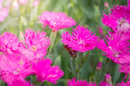 五颜六色的花的背景图片粉色生长花束季节植物紫色植物群宏观花瓣背景图片