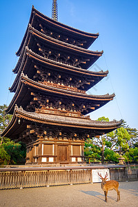 在日本奈拉的 山洞寺庙塔前的鹿文化遗产神社梅花鹿寺庙木头宗教历史佛教徒世界图片