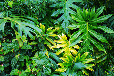 夏威夷花园树木环境花朵风景植物假期热带植被花园叶子图片