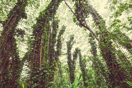 丛林山脉森林植物群热带绿色旅行植被村庄薄雾树干图片