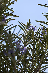盛开的迷迭香草植物群晴天针状叶阳光草本植物紫色植物天空枝条紫花图片