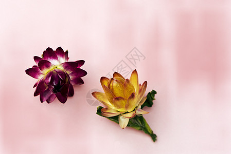 长生花草花的两朵花头绿色黄色紫色背景植物群粉红色粉色植物草花图片