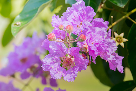五颜六色的花的背景图片紫色花束植物季节粉色花瓣植物群生长宏观背景图片