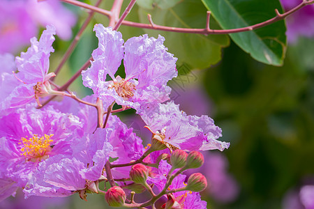 五颜六色的花的背景图片宏观植物群紫色花瓣植物粉色花束季节生长背景图片