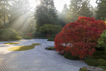 在秋天的日本平沙花园上 阳光照耀日光图片