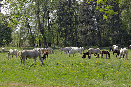 春天的马群背景