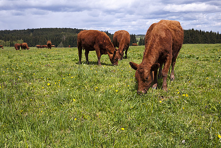 牲畜在牧场上季节农业农场天空奶牛棕褐色晴天天气哺乳动物草地图片