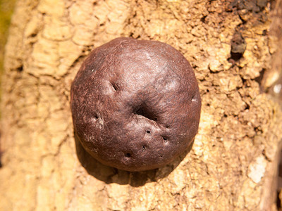 黑色大棕褐色烧焦紫红的蛋糕 树皮上的蘑菇真菌林地木耳食用菌国王同心圆菌类宏观植物摄影球形图片