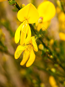 黄色高血清扫花花头宏的完整细节植物群花瓣展示农村衬套季节灌木荒地荆棘叶子图片