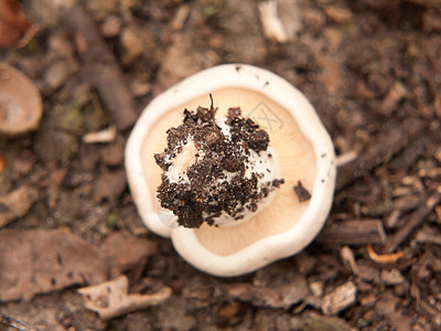 上下颠倒的野生乔治的蘑菇 在地面外觅食图片