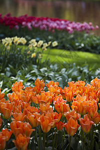 花园的春 花背景 郁金香场地植物群花束草地阳光蓝色野花季节射线太阳图片