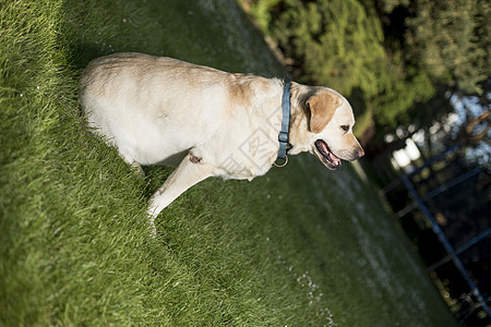 拉布拉多犬动物奶油宠物褐色哺乳动物黄色小狗生物生活猎犬图片