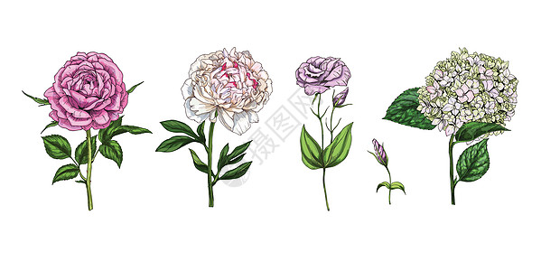 白色背景上隔开的多彩花朵和叶子 玫瑰 小马 phlox和脑瘤 植物矢量 您设计的花粉元素图片