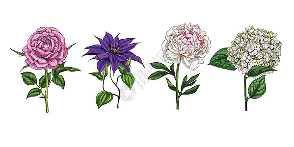 白色背景上隔开的多彩花朵和叶子 玫瑰 小马 克莱门提斯和phlox 植物矢量 您设计时使用的图片