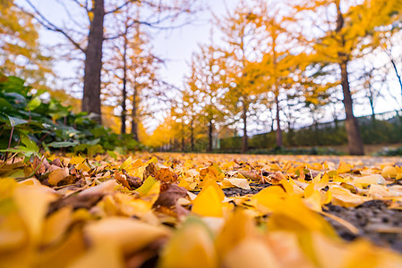 Ginkgo 路旅游植物旅行本乡万代大学季节树木运动森林图片