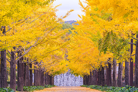 Ginkgo 路植物叶子环境旅行公园街道大街树木旅游城市图片