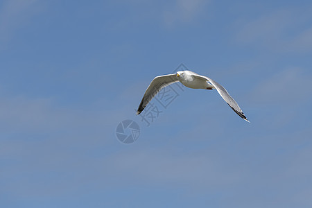 海鸟海鸥对准蓝天苍穹食肉野生动物荒野翅膀动物航班龟形天空白色图片