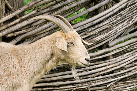 村里白山羊的肖像农业牧场白色哺乳动物山羊牛奶乡村毛皮家畜动物图片