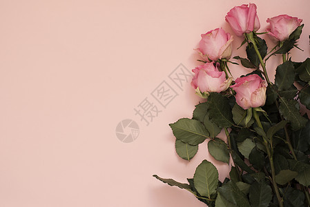 令人惊叹的粉红色玫瑰花束在强烈的粉红色背景上 复制空间 花卉框架 婚礼 礼品卡 情人节或母亲节背景生活周年木板墙纸风格花瓣卡片礼图片