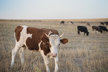 牧牛群在山丘上放牧哺乳动物动物家畜农业草地爬坡环境农田天空牧场图片