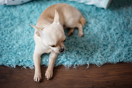白吉娃娃狗躺在绿绿蓝地毯上 家的木地板上金发朋友海报动物蓝色艺术博客哺乳动物魅力犬类图片