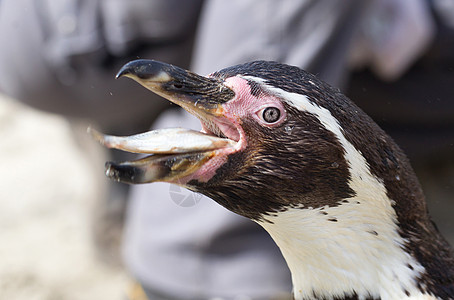 Pinguin正在进食企鹅情调斗争支撑生活燕尾服野生动物微笑享受游泳图片