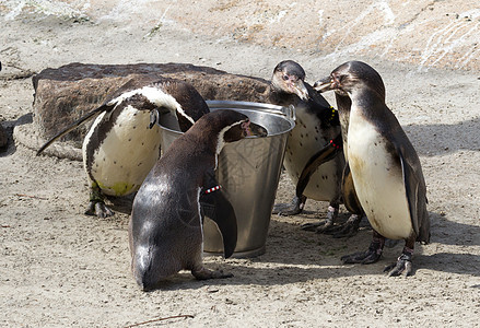 Pinguin正在进食异国情调野生动物斗争游泳生活企鹅荒野微笑海洋图片