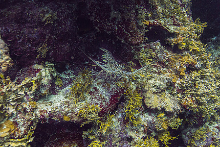 加勒比脊椎龙虾珊瑚生活生物学潜水热带荒野甲壳相片贝类海洋图片
