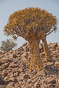树 在纳米比亚苏特伦图片