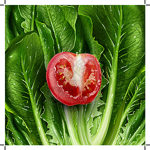 生菜和番茄 矢量插图标签叶子甜点包装水果烹饪徽章蜜饯餐厅收成图片
