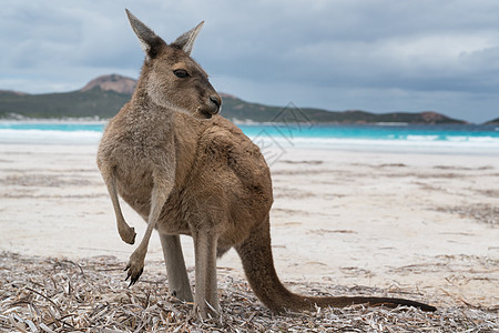 西澳大利亚 西澳大利亚 Le Grand国家公园角动物群海湾生境哺乳动物环境动物袋鼠大袋鼠风景假期图片